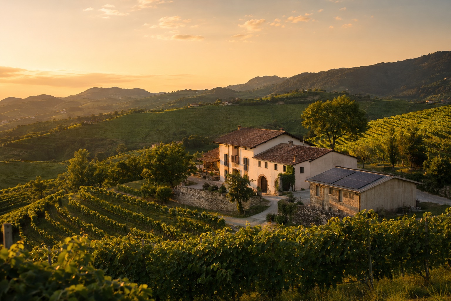 Vigneti del Prosecco sulle colline di Conegliano con una cantina al tramonto